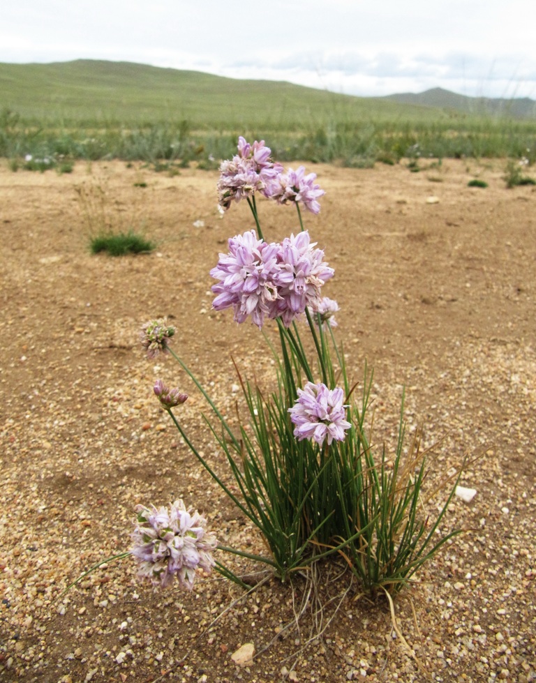 Изображение особи Allium bidentatum.