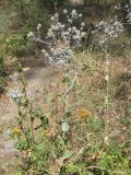Eryngium planum. Цветущие растения. Украина, г. Запорожье, возле Гребного канала. 03.08.2012.
