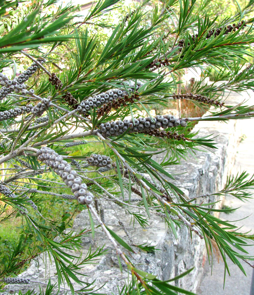 Изображение особи Callistemon citrinus.