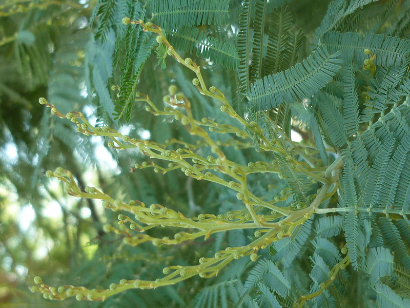 Image of Acacia dealbata specimen.