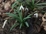 Galanthus rizehensis