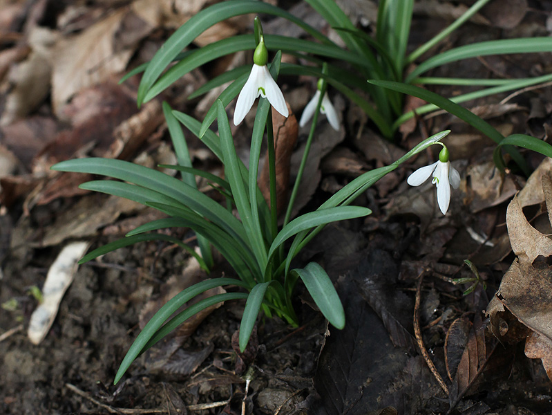 Изображение особи Galanthus rizehensis.