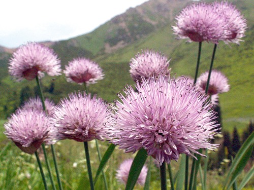 Изображение особи Allium amblyophyllum.