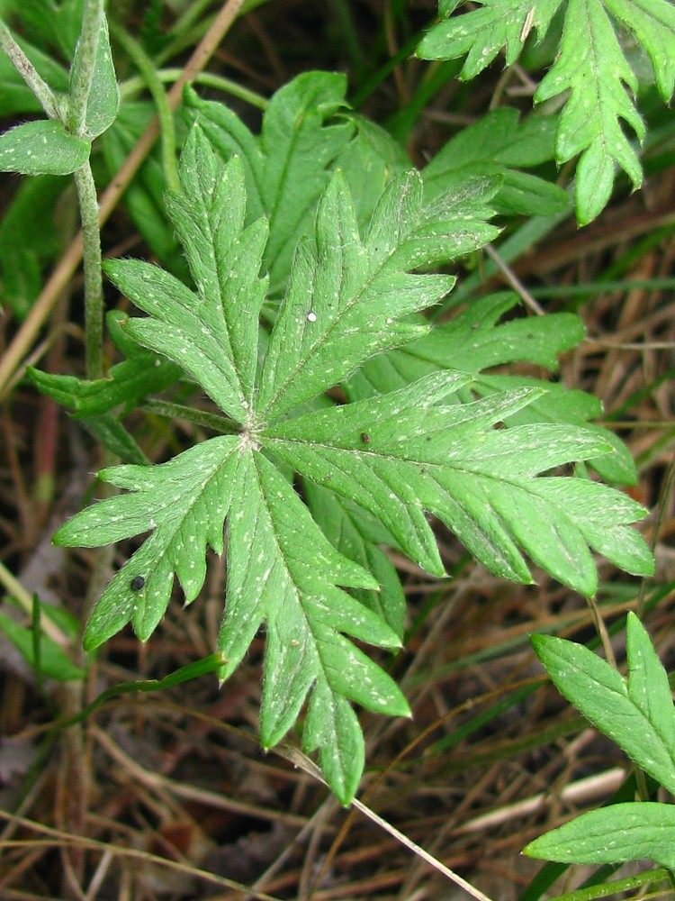 Image of Potentilla heidenreichii specimen.