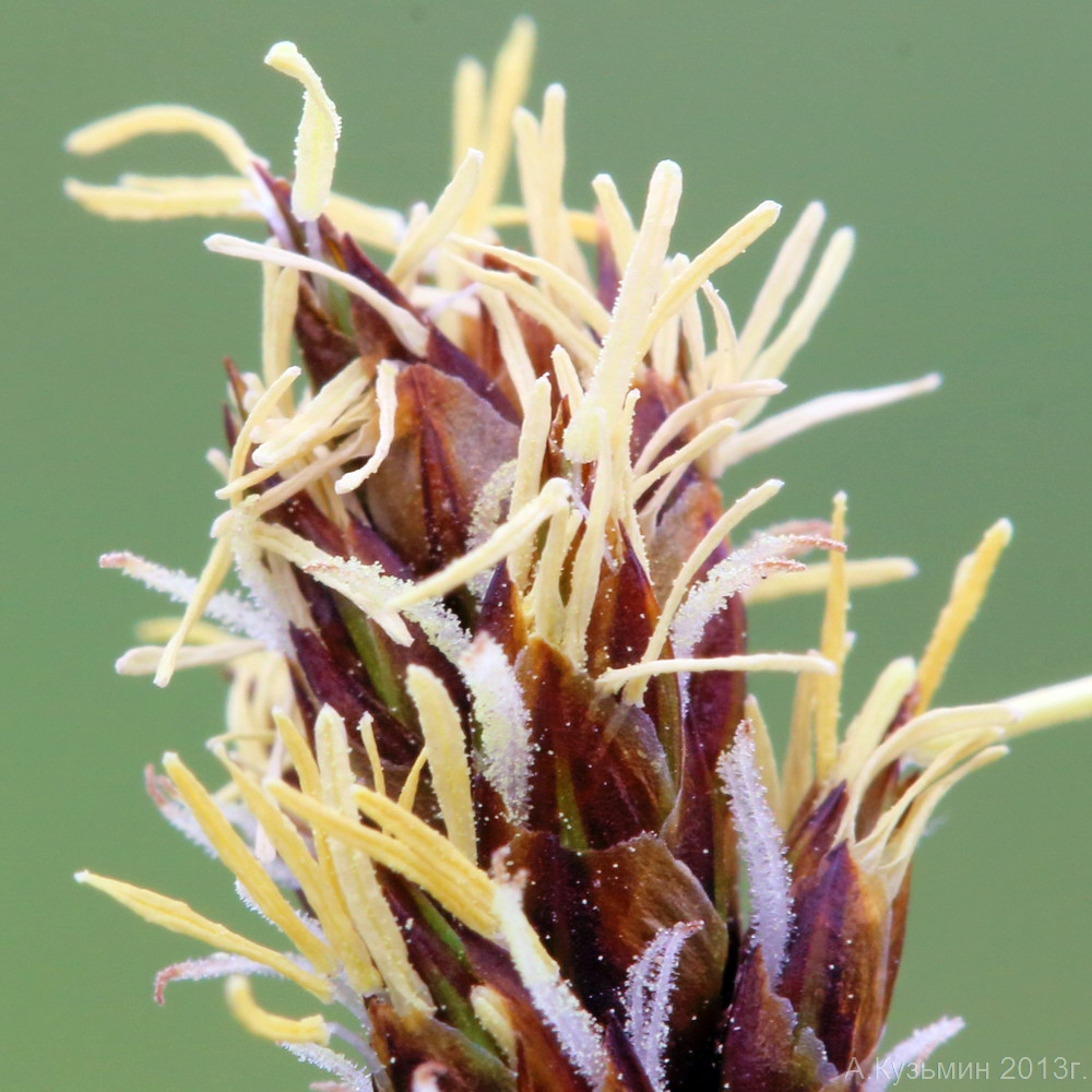 Изображение особи Carex stenophylla.