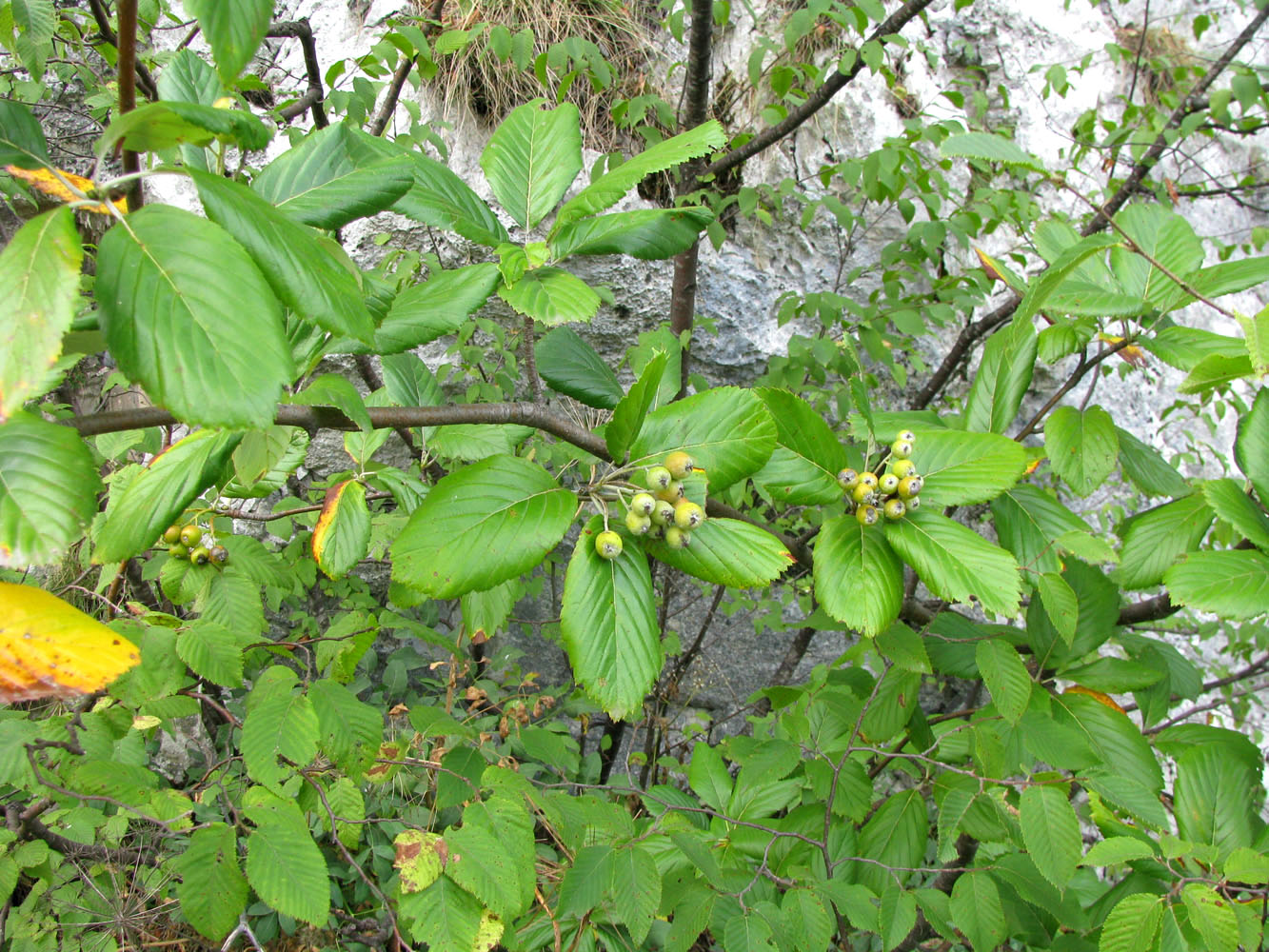 Image of Sorbus aria specimen.