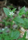 Moehringia trinervia