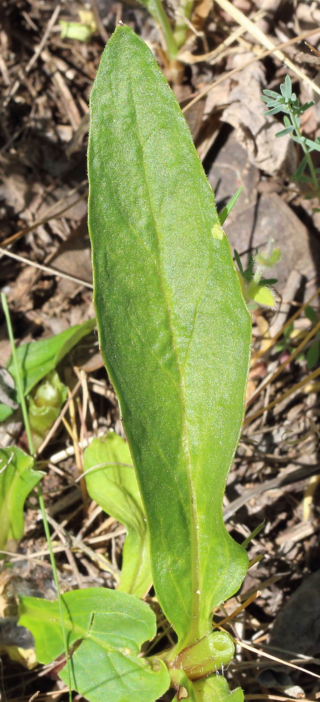 Image of Ajuga genevensis specimen.