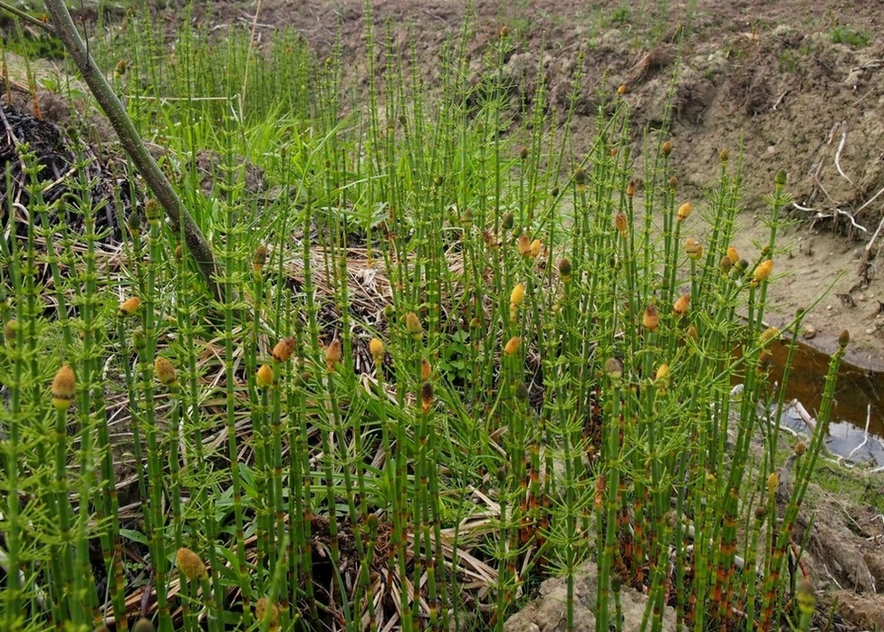 Image of Equisetum fluviatile specimen.