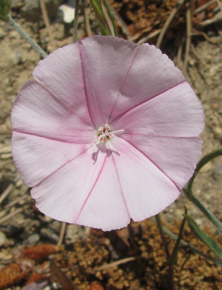 Image of Convolvulus cantabrica specimen.