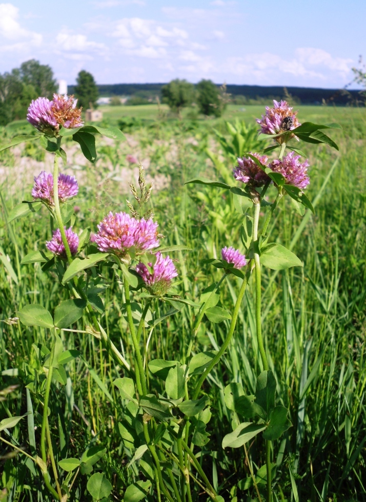 Image of Trifolium pratense specimen.