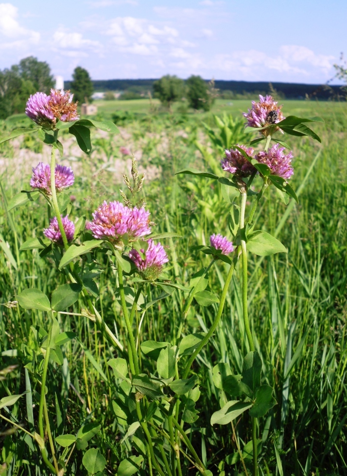 Изображение особи Trifolium pratense.