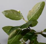 genus Cotoneaster. Побег; у листьев видна их обратная сторона. Германия, г. Кемпен, шумозащитный вал. 09.05.2013.
