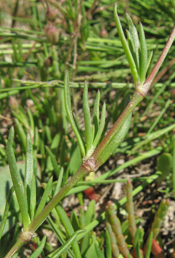 Image of Spergularia media specimen.