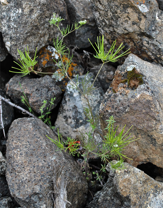 Изображение особи Scandix stellata.