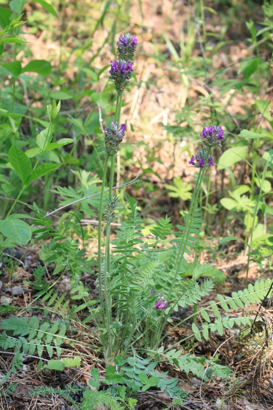 Изображение особи Oxytropis strobilacea.