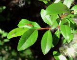 Salix arbuscula