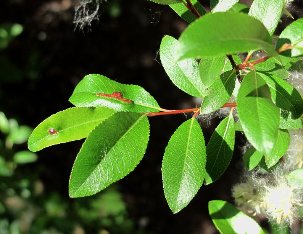 Image of Salix arbuscula specimen.