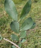 Salix cinerea