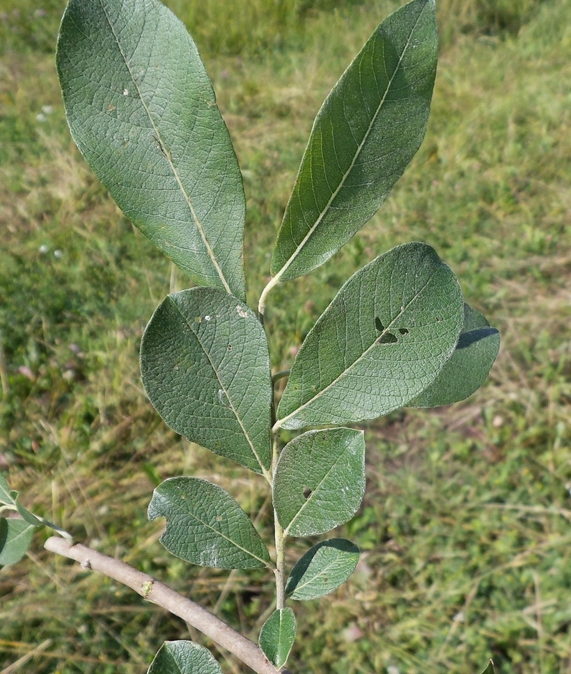 Image of Salix cinerea specimen.