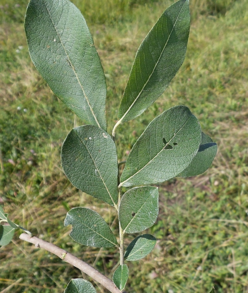 Изображение особи Salix cinerea.