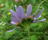 Aster alpinus. Соцветия (вид со стороны обёртки). Архангельская обл., Холмогорский р-н, окр. пос. Усть-Пинега, верхняя часть берега р. Пинега. 20.07.2013.