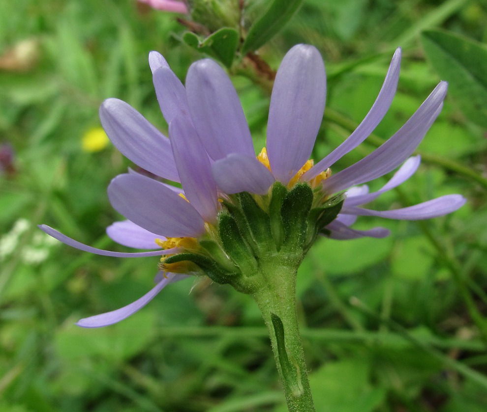 Image of Aster alpinus specimen.