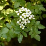 Nasturtium officinale