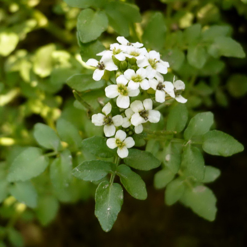 Изображение особи Nasturtium officinale.