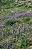 Vicia subvillosa