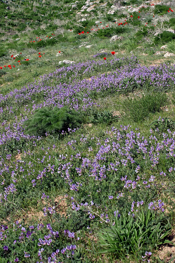 Изображение особи Vicia subvillosa.