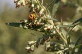 Artemisia umbrosa