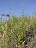 Oenothera depressa