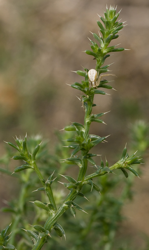 Image of Salsola pontica specimen.