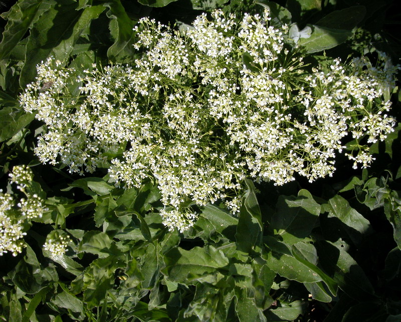 Image of Cardaria draba specimen.