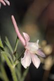 Delphinium camptocarpum