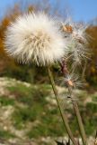 genus Sonchus