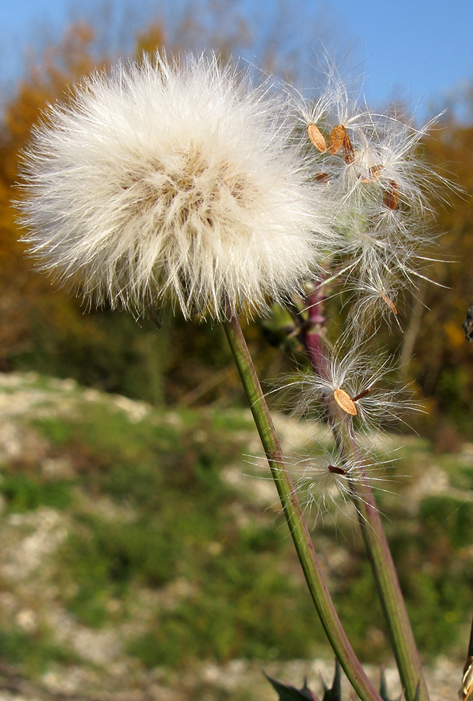 Изображение особи род Sonchus.