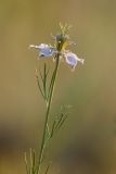 Image of taxon representative. Author is Илья Михеев