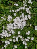 Convolvulus arvensis