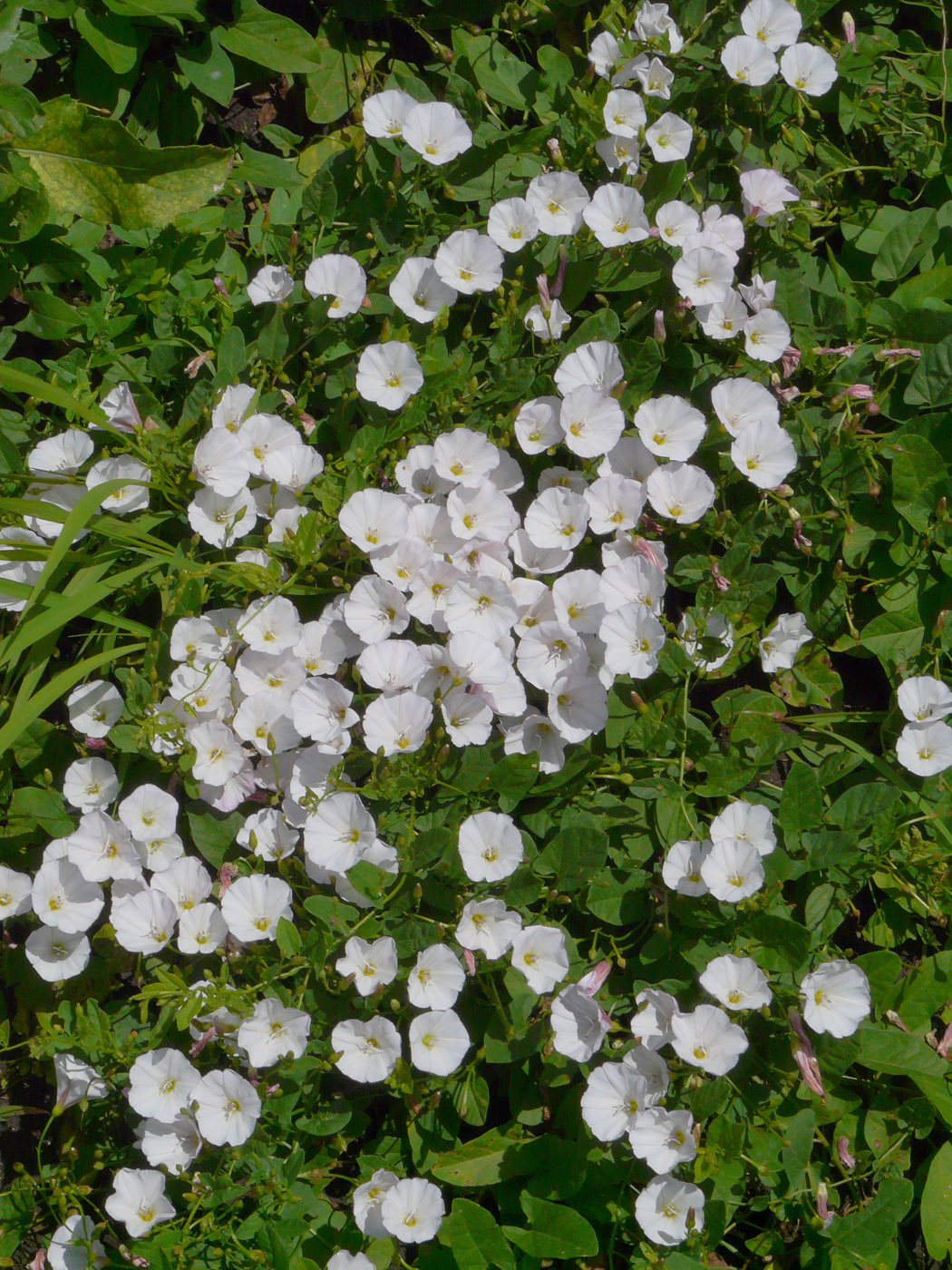 Изображение особи Convolvulus arvensis.