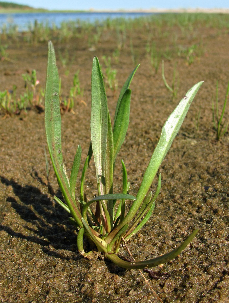 Изображение особи Tripolium pannonicum ssp. tripolium.