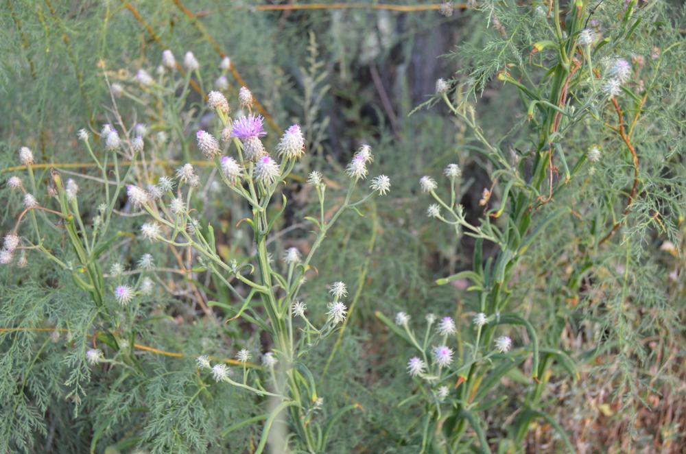 Image of Saussurea robusta specimen.