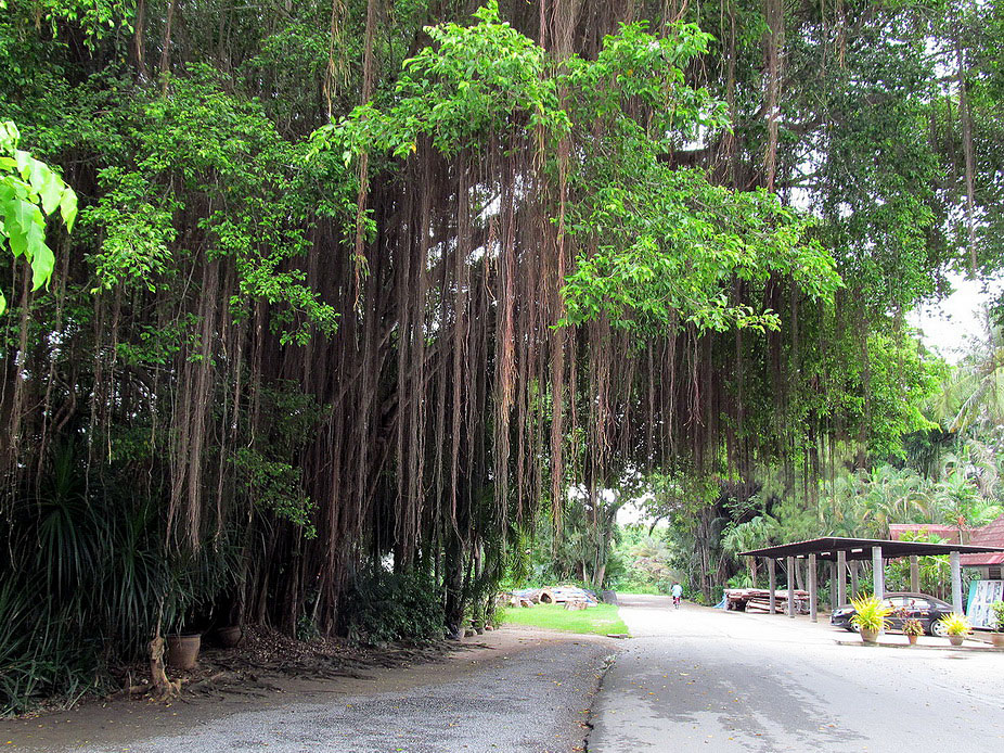 Изображение особи Ficus benghalensis.