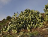 Opuntia ficus-indica. Растение на горном склоне. Греция, Халкидики, п-в Ситония, окр. с. Тристиника (Τριστινίκα). 28.12.2013.