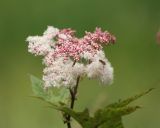 Filipendula camtschatica