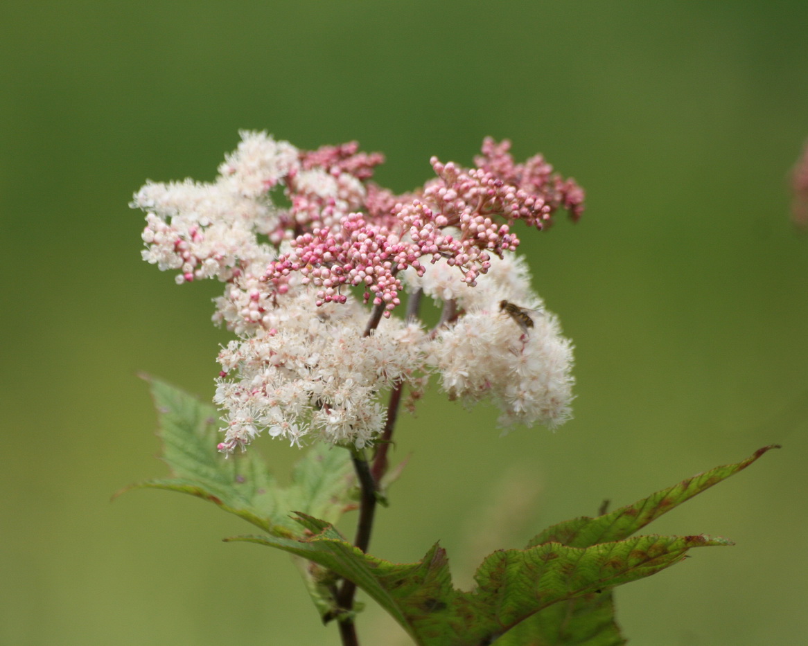 Изображение особи Filipendula camtschatica.