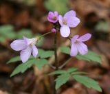 Cardamine quinquefolia