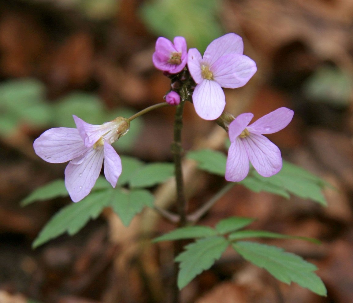 Image of Cardamine quinquefolia specimen.