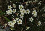 Diapensia obovata